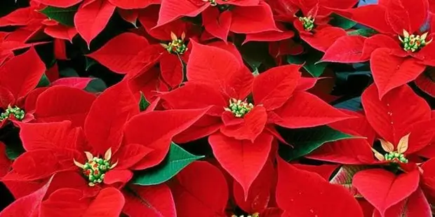 Χριστουγεννιάτικα Λουλούδια Αλεξανδρινό: Το Ιδανικό Λουλούδι για Γιορτινές Διακοσμήσεις