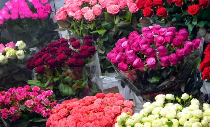 Κόκκινα Τριαντάφυλλα: Συμβολίζουν την Παθιασμένη Αγάπη