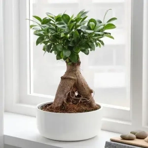 apostoli-bonsai-fyto-stin-athina