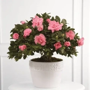 azalea-timi-azalea-agora