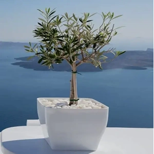 Ελιά Bonsai