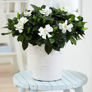 gardenia