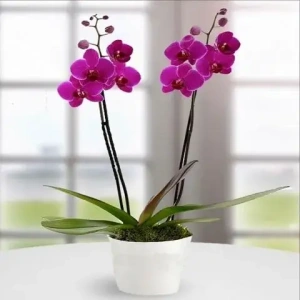 mov-lila-orxidea-phalaenopsis-delivery