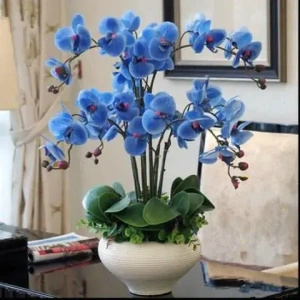 orxidea-ble-phalaenopsis-se-kaspo-glastra-timi