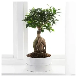 plants-delivery-athens-near-me