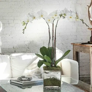 send-flowers-and-orchid-plants-to-athens