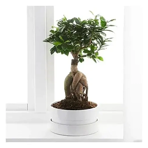 Ανθοπωλείο Online Κηφισιά - Αυθημερόν Παράδοση