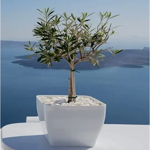 Συγχαρητήρια για το Νέο Ξεκίνημα 