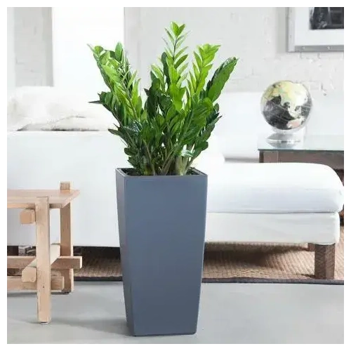 Πολλά Συγχαρητήρια 