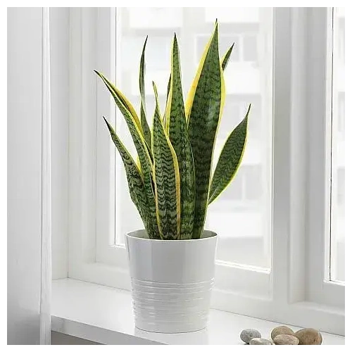 Συγχαρητήρια, Καλές Δουλειές