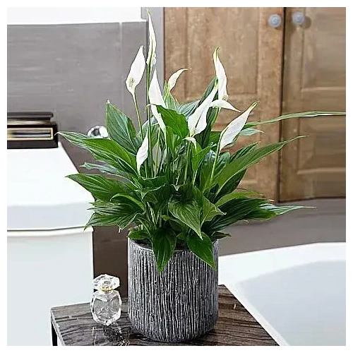 apostoli-fytvn-auhna