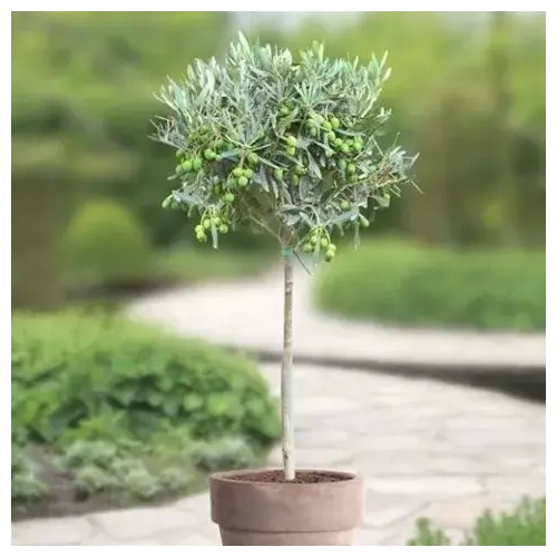 elia-fyto-se-glastra-gia-dwro_1