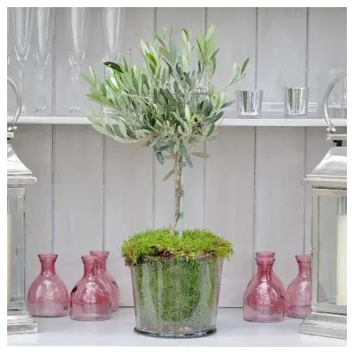 elia-se-glastra-gia-dwro