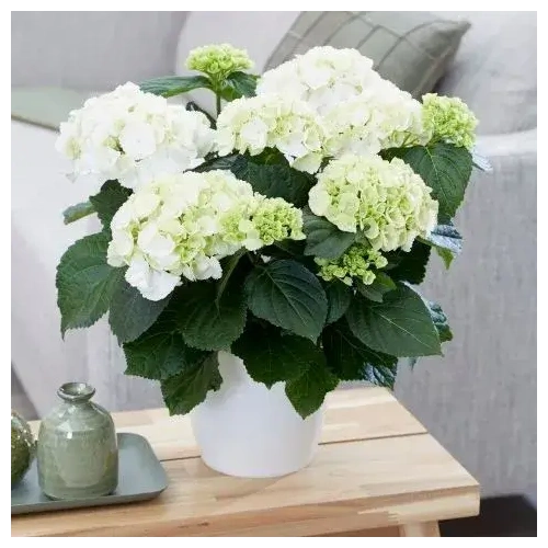 leukh-ortansia-se-glastra