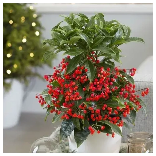 loyloydia-xristoygenniatika-fyta-ton-xristoygennon-apostolh-loyloydivn