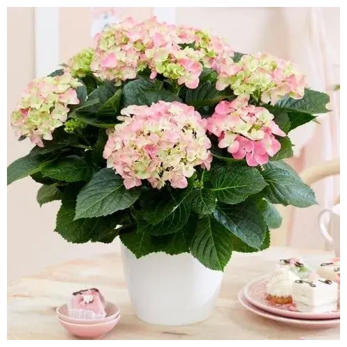 roz-ortansia-se-glastra